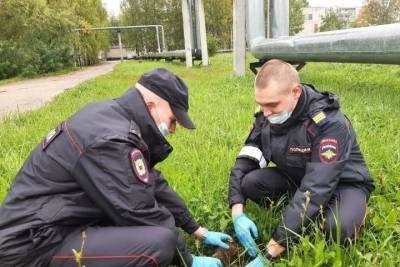 Михаил Ведерников - В Псковской области высадили саженцы ели в рамках проекта «Зеленая область» - mk-pskov.ru - Россия - Псковская обл. - Псков