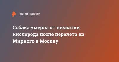 Собака умерла от нехватки кислорода после перелета из Мирного в Москву - ren.tv - Москва