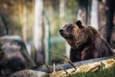 Медведь напал на грибника и откусил ему ногу в Подмосковье - vm.ru - Московская обл.