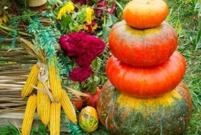 Надо знать: самые-самые важные дела в октябре в саду, огороде и цветнике - skuke.net