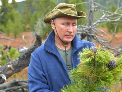 Сергей Шойгу - Владимир Путин - «Чуть нас не сбили»: маралы выбежали к автомобилю Путина в сибирской тайге - vm.ru - Россия - Сибирь