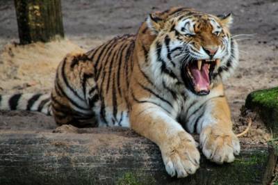Дмитрий Горшков - В WWF России предложили внедрять сертификацию для тигриных заповедников - aif.ru - Россия - Приморье край