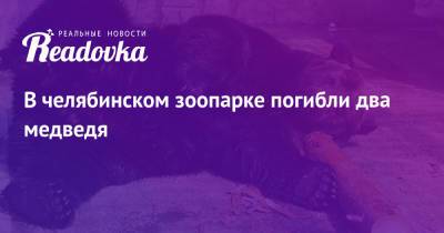 В челябинском зоопарке погибли два медведя - readovka.news - Челябинск