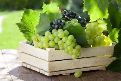 Как сохранить виноград на зиму свежим в домашних условиях? - skuke.net - Краснодар