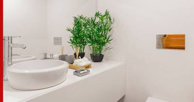 Домашние тропики: топ-5 идеальных растений для ванной комнаты - profile.ru