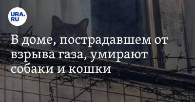 В доме, пострадавшем от взрыва газа, умирают собаки и кошки. Видео - ura.news - Ногинск