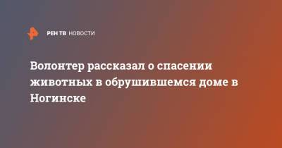 Волонтер рассказал о спасении животных в обрушившемся доме в Ногинске - ren.tv - Московская обл. - Ногинск - Московская область