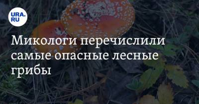 Михаил Вишневский - Микологи перечислили самые опасные лесные грибы - ura.news - Экология