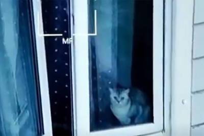 Жителям взорвавшегося дома в Ногинске запретили забрать своих животных - lenta.ru - Московская обл. - Ногинск