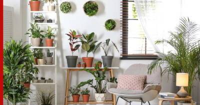 Озеленение квартиры: эффектные способы вписать комнатные растения в интерьер - profile.ru