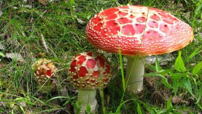 Михаил Вишневский - Микологи перечислили самые ядовитые лесные грибы - mir24.tv - Экология