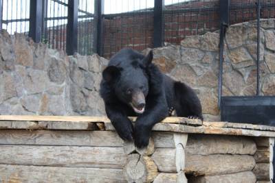Сергей Авдеев - В челябинском зоопарке в выходные чуть не умер еще один медведь - znak.com