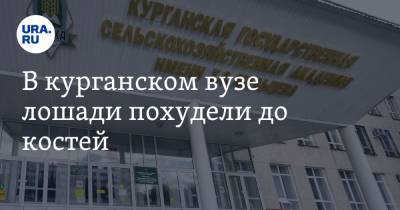 В курганском вузе лошади похудели до костей. Фото - ura.news - Курган
