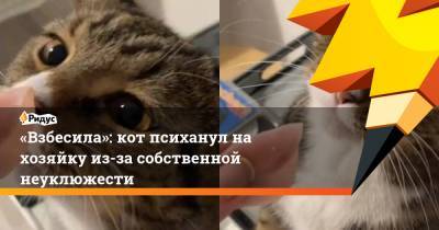 «Взбесила»: кот психанул на хозяйку из-за собственной неуклюжести - ridus.ru