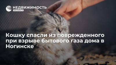 Кошку спасли из поврежденного при взрыве бытового газа дома в Ногинске - realty.ria.ru - Москва - Московская обл. - городское поселение Богородский - Ногинск