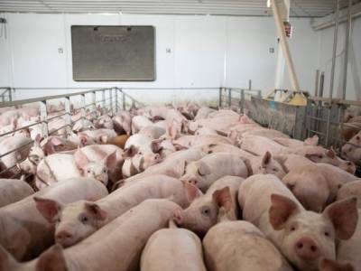Вирджиния - Ученые пытались скрыть гибель свиней во время эксперимента - unn.com.ua - Украина - Киев