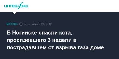 В Ногинске спасли кота, просидевшего 3 недели в пострадавшем от взрыва газа доме - interfax.ru - Москва - Московская обл. - Ногинск - Московская область