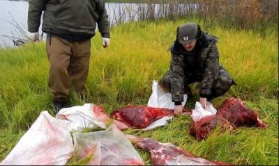 На Ямале возбуждено еще одно уголовное дело о незаконной охоте на лосей - znak.com - Россия - окр. Янао
