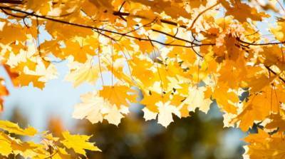 Антициклон в Украине: какой будет погода до конца недели - ru.slovoidilo.ua - Украина - Киев