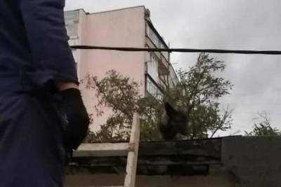 Алексей Одеров - Спасатели в Новороссийске сняли с крыши гаража собаку, которая просидела там три дня - kuban.mk.ru - Новороссийск