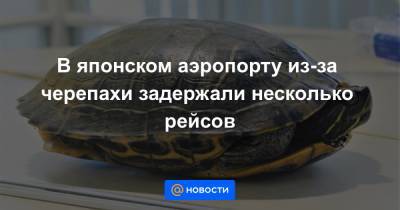 В японском аэропорту из-за черепахи задержали несколько рейсов - news.mail.ru - Токио - штат Гавайи