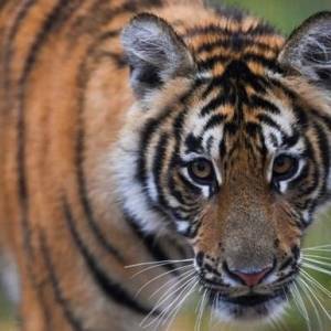 В Крыму в зоопарке тигр откусил годовалому ребенку палец - reporter-ua.com - Украина - Крым - Краснодар