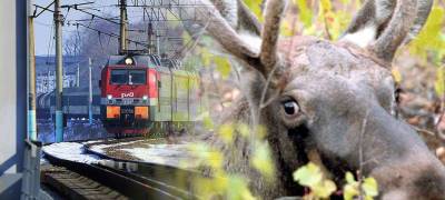 В Карелии два лося погибли под колесами пассажирских поездов - stolicaonego.ru - Санкт-Петербург - республика Карелия