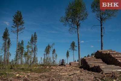 При вырубке леса в Мадмасе пообещали учесть интересы местных жителей - bnkomi.ru - район Усть-Вымский