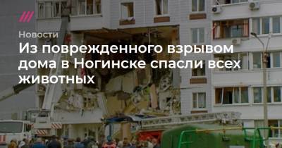 Из поврежденного взрывом дома в Ногинске спасли всех животных - tvrain.ru - Московская обл. - Ногинск