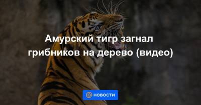 Амурский тигр загнал грибников на дерево (видео) - news.mail.ru - Приморье край