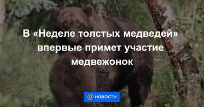 В «Неделе толстых медведей» впервые примет участие медвежонок - news.mail.ru - шт.Аляска