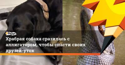 Храбрая собака сразилась с аллигатором, чтобы спасти своих друзей-уток - ridus.ru - США - шт.Флорида - Панама