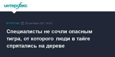 Специалисты не сочли опасным тигра, от которого люди в тайге спрятались на дереве - interfax.ru - Москва - Россия - Приморье край