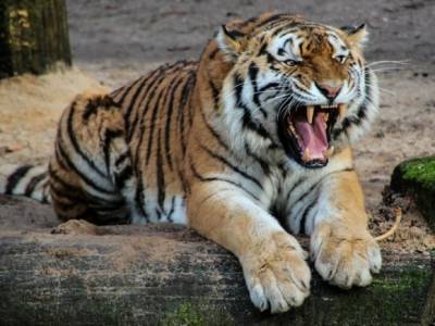 Специалисты назвали «неконфликтным» тигра, от которого люди прятались на дереве - rosbalt.ru - Приморье край