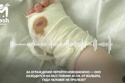 Мать ребенка с откушенным тигром пальцем раскрыла подробности произошедшего - lenta.ru - Крым