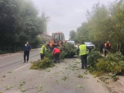 Для ликвидации опасных деревьев на ул. Солнечной в Воронеже пришлось привлекать силы МЧС - gorcom36.ru - Россия - Воронеж - Воронежская обл. - район Коминтерновский, Воронеж