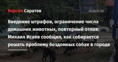 Михаил Исаев - Введение штрафов, ограничение числа домашних животных, повторный отлов: Михаил Исаев сообщил, как собирается решать проблему бездомных собак в городе - nversia.ru - Саратов