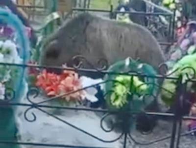 В Ханты-Мансийске проведут операцию по отпугиванию медведя с городского кладбища - znak.com - Ханты-Мансийск