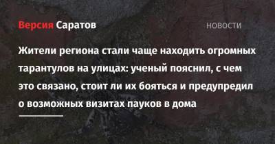 Александр Пономарев - Жители региона стали чаще находить огромных тарантулов на улицах: ученый пояснил, с чем это связано, стоит ли их бояться и предупредил о возможных визитах пауков в дома - nversia.ru - Россия - Саратовская обл.