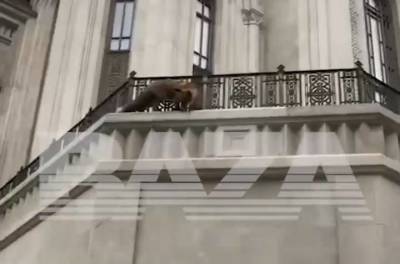 Дикая лиса атаковала Сретенский монастырь в Москве - vm.ru - Москва