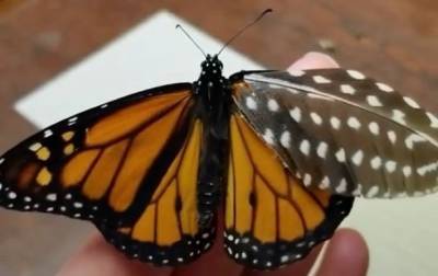 Американка создала для раненой бабочки "протез" - korrespondent.net - США - Украина