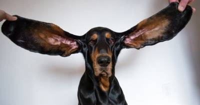 Собака с самыми большими ушами на планете попала в Книгу рекордов Гиннеса (фото, видео) - focus.ua - США - Украина - шт. Огайо - штат Орегон - Милуоки