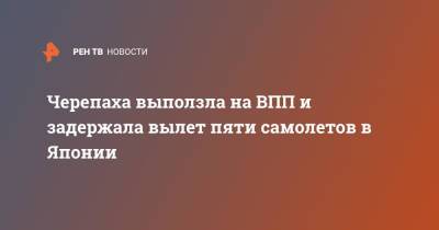 Черепаха выползла на ВПП и задержала вылет пяти самолетов в Японии - ren.tv - Токио - Япония - штат Гавайи