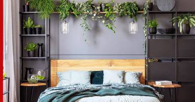 Идеальны для спальни: 6 комнатных растений для хорошего сна - profile.ru
