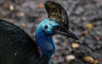 Ученые назвали первую одомашненную птицу - korrespondent.net - Украина - Австралия - Гвинея - Папуа Новая Гвинея