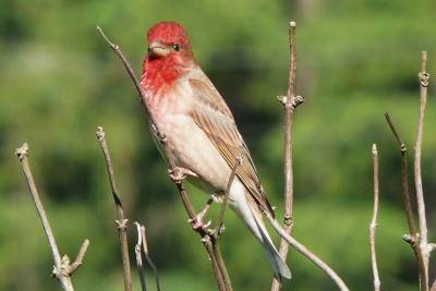 Мосприрода пригласила присоединиться к ежегодному учету птиц EuroBirdwatch - vm.ru - Москва