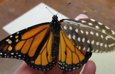 Жительница США смогла восстановить поврежденное крылышко у бабочки и мира - cursorinfo.co.il - США