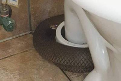 Мужчина зашел в туалет, услышал странный звук и сделал пугающую находку - lenta.ru - Australia - штат Квинсленд