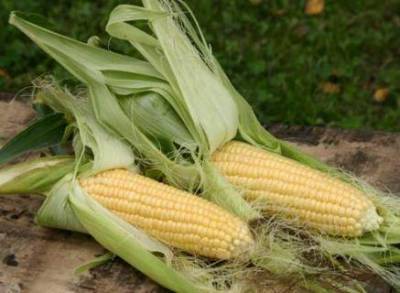 Сорта сахарной кукурузы (Ранняя золотая 401, Заря 123, Кубанская консервная 148, Аккорд 72) - skuke.net - Украина