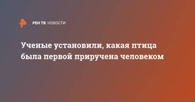 Ученые установили, какая птица была первой приручена человеком - ren.tv